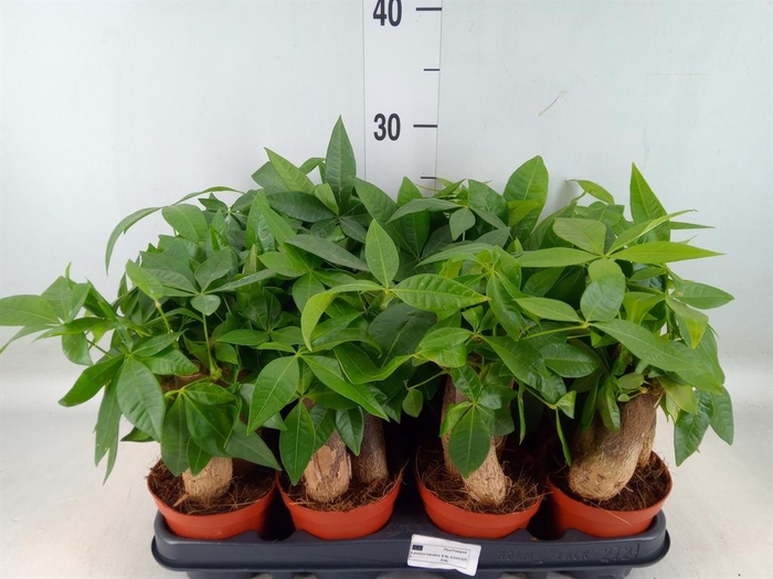 <h4>Pachira aquatica</h4>