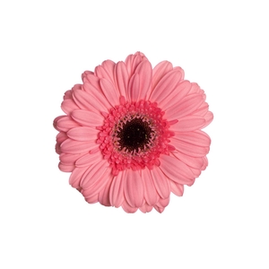 GERBERA PETTICOAT < 050 CM < 10 CM DIAM
