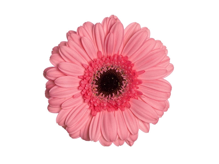 <h4>GERBERA PETTICOAT < 050 CM < 10 CM DIAM</h4>