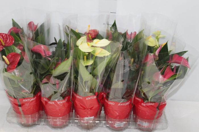 <h4>ANTHURIUM VARIADO P12</h4>