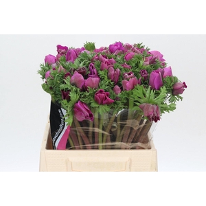 Anemone Mistral Plus Cerise
