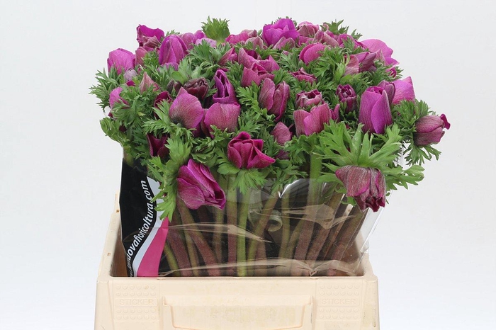 Anemone Mistral Plus Cerise