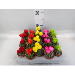 Cactus   ...decorated