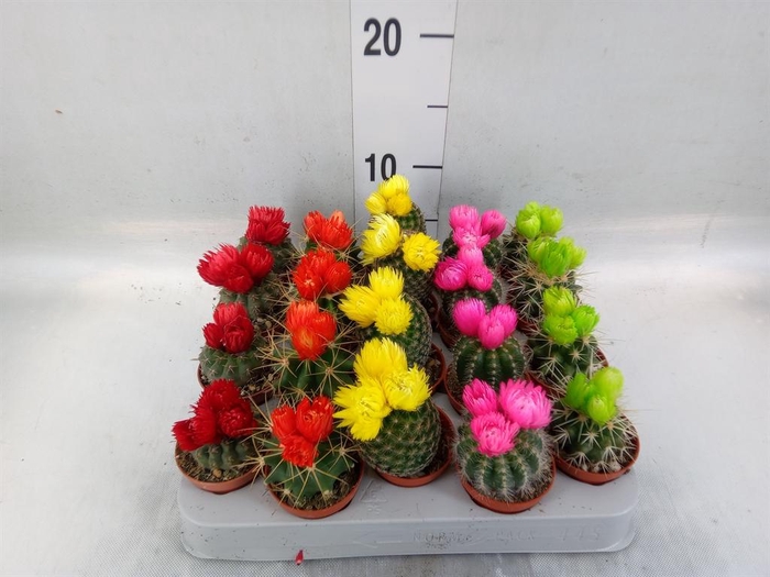 <h4>Cactus   ...decorated</h4>