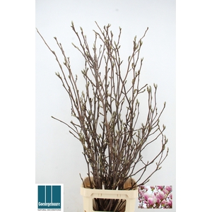 MAGNOLIA GRANDIFLORA