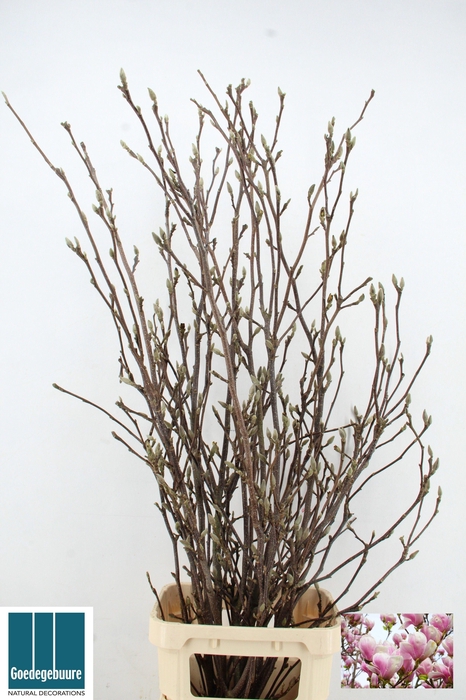 <h4>MAGNOLIA GRANDIFLORA</h4>