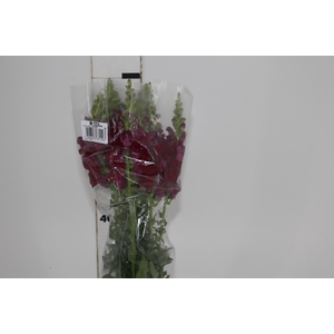 BOCA DE LEAO MONACO RED 070 CM