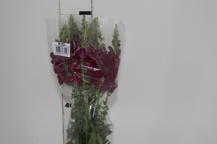 <h4>BOCA DE LEAO MONACO RED 070 CM</h4>