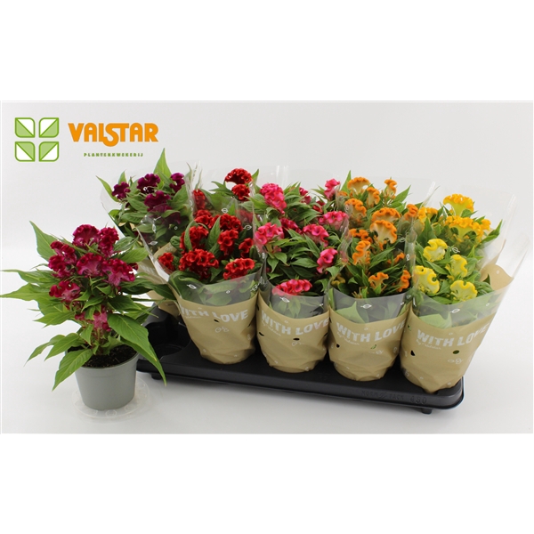 <h4>Celosia Cristata twisted 12cm, With Love by Valstar hoes Mix</h4>