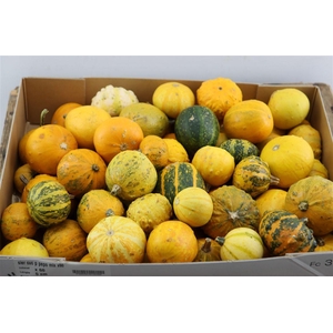 Sier Cuc P Pepo Mix X60