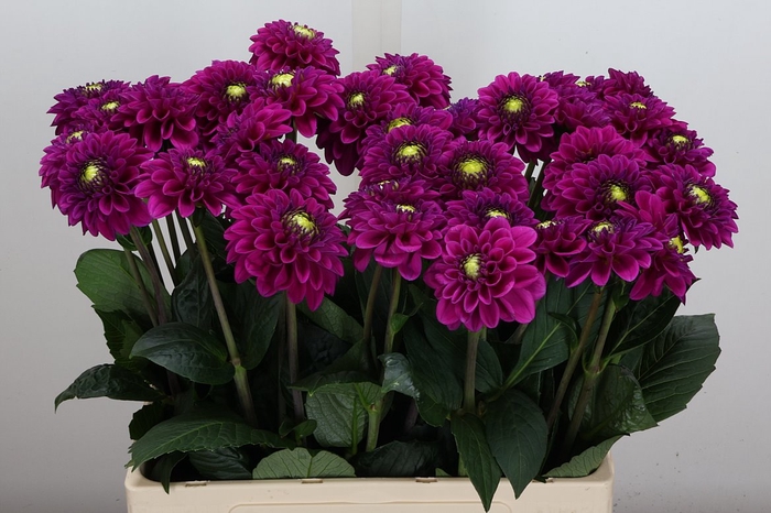 <h4>Dahl Ball Purple Fox</h4>