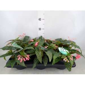 Begonia BD 'Double Dot'