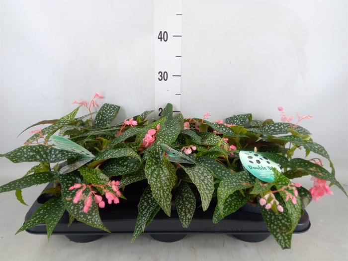 <h4>Begonia BD 'Double Dot'</h4>