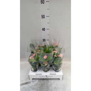 Anthurium andr. 'Spirit'