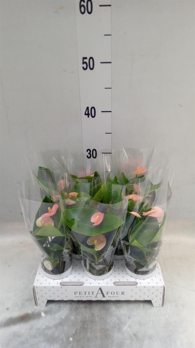 <h4>Anthurium andr. 'Spirit'</h4>