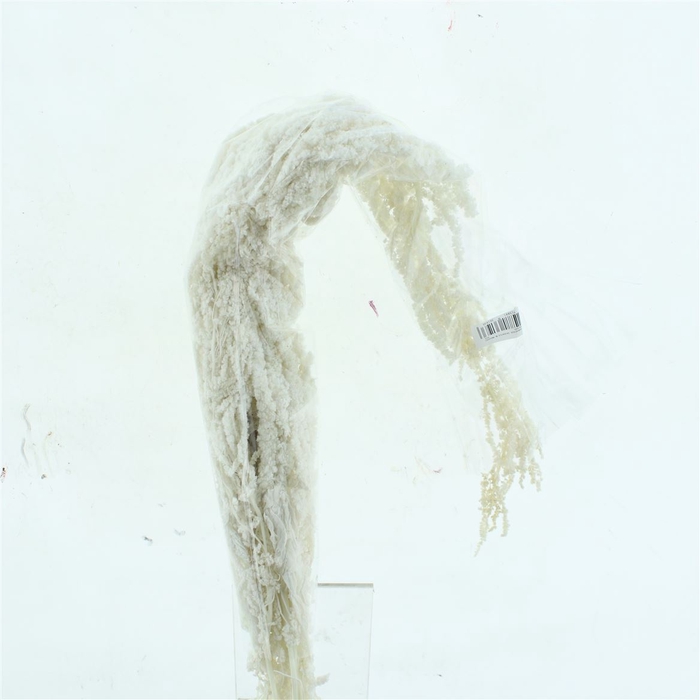 <h4>Pres Amaranthus Bleached White P Bnch</h4>