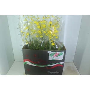 ONCIDIUM ALOHA P15