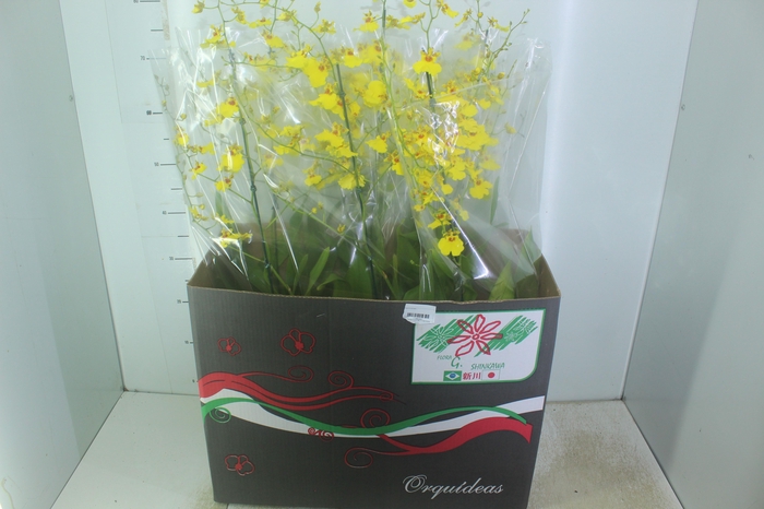 <h4>ONCIDIUM ALOHA P15</h4>