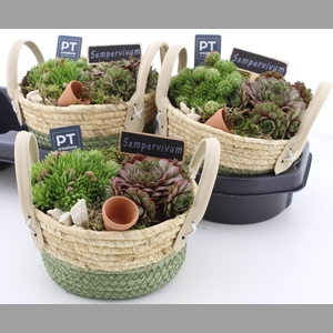 ARR SEMPERVIVUM