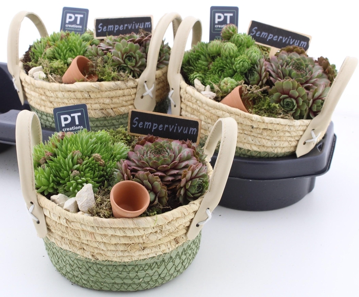 <h4>ARR SEMPERVIVUM</h4>