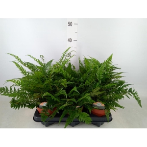 Polystichum tsussimense