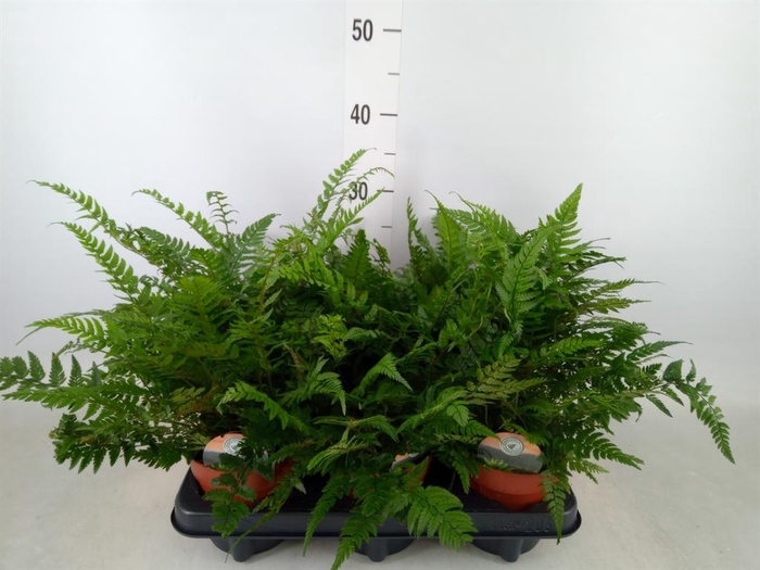 <h4>Polystichum tsussimense</h4>