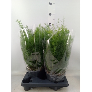 Asparagus dens. 'Sprengeri'