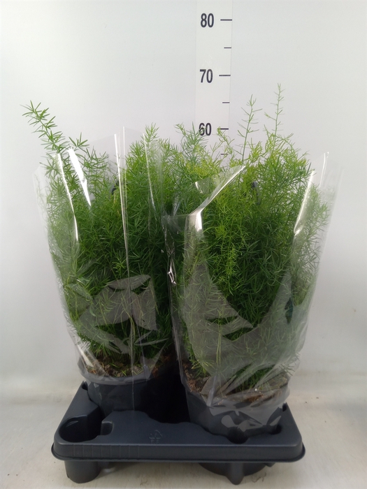 <h4>Asparagus dens. 'Sprengeri'</h4>