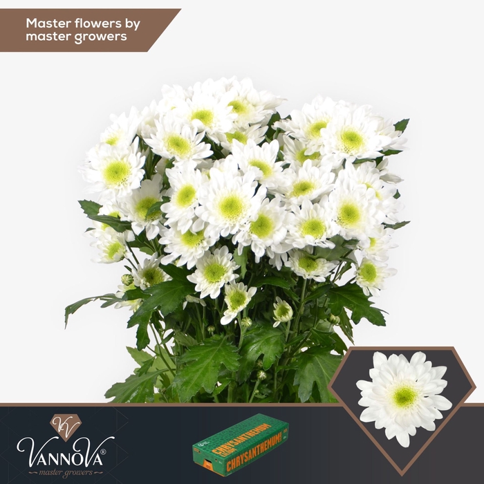 <h4>CHRYSANTHEMUM TR 'RADOST'</h4>