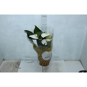 ANTHURIUM SUMI P17