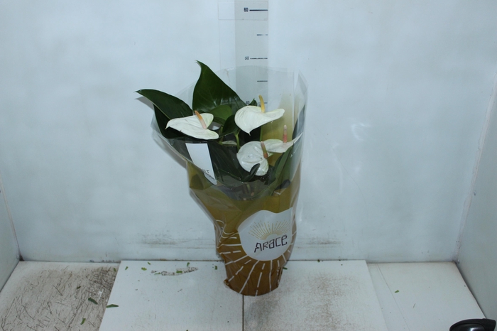 <h4>ANTHURIUM SUMI P17</h4>