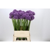 Allium Gladiator
