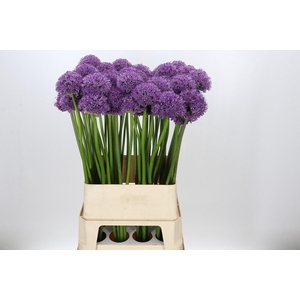 Allium Gladiator