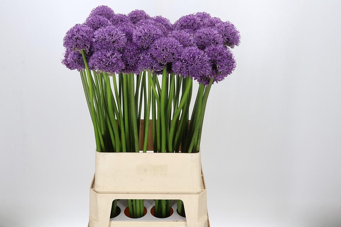 <h4>Allium Gladiator</h4>