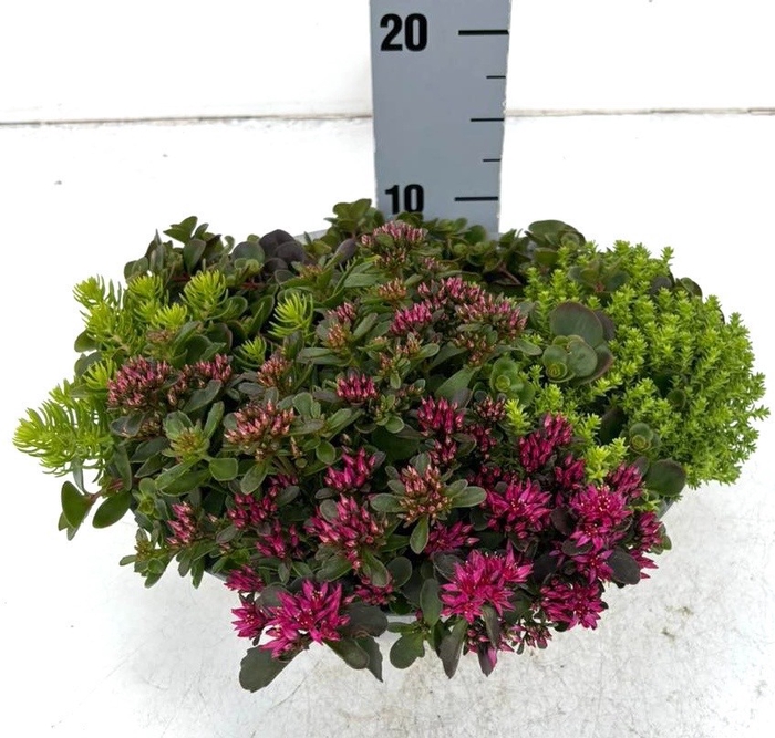 <h4>SEDUM GEM</h4>