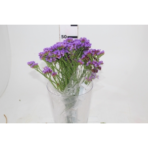 STATICE 050 CM ROXO