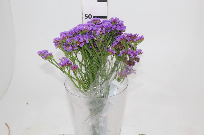 <h4>STATICE 050 CM ROXO</h4>