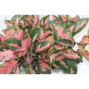 AGLAONEMA LAWAN - PT12