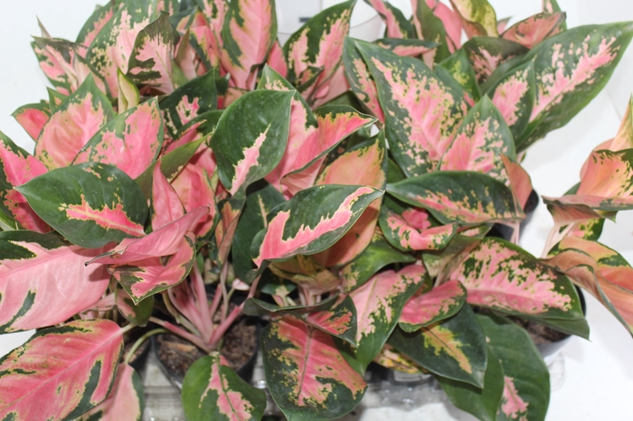 AGLAONEMA LAWAN - PT12