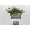 Chasmanthium Green