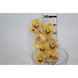 CYMBIDIUM HT 5/9 FLS AMARELO