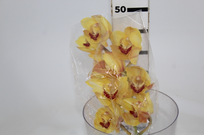 <h4>CYMBIDIUM HT 5/9 FLS AMARELO</h4>