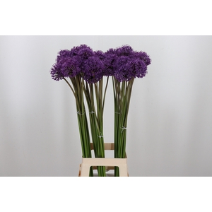 Allium Gladiator