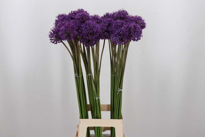 <h4>Allium Gladiator</h4>