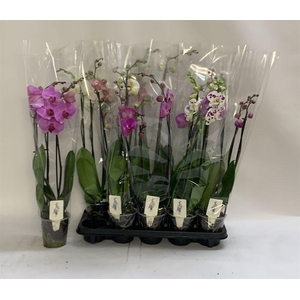 PHAL GEM