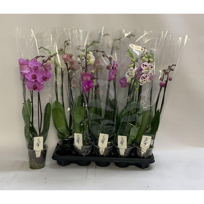 <h4>PHAL GEM</h4>