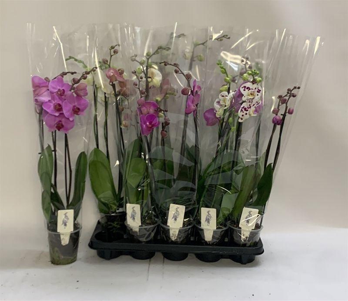 PHAL GEM