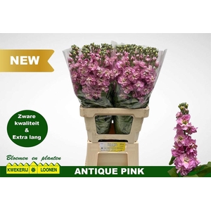 MATTH MILLA PINK