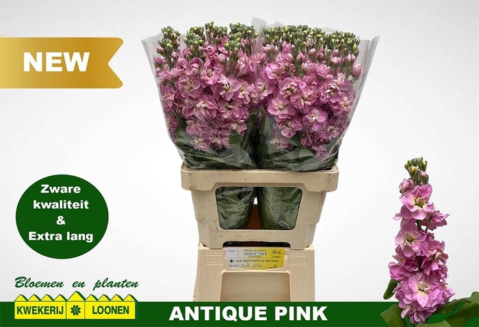 <h4>MATTH MILLA PINK</h4>