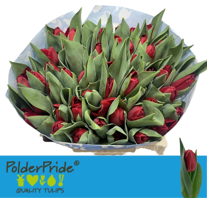 <h4>TU EN HEARTBREAKER</h4>